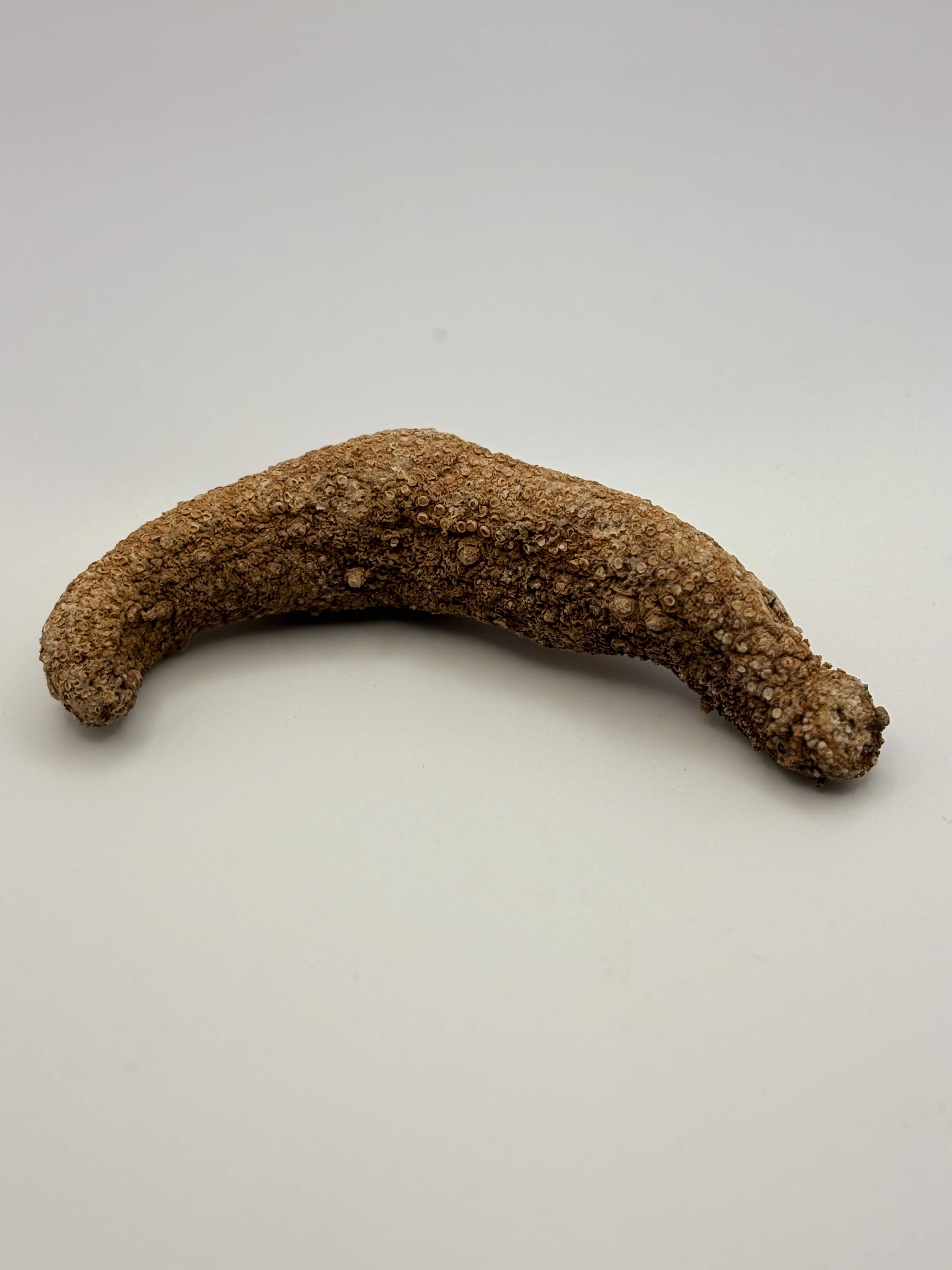 Dried Red Sea Cucumber 1